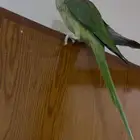 دره نيبالي حجم سوبر جامبو