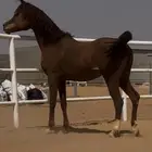 حصان واهو مكس
