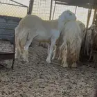 مشروع فحل حري جبر