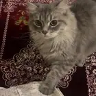 قط للتزاوج