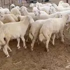 طليان ورخال ذبايح جنوب محافظة القنفذة