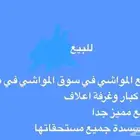 حظيره بيع مواشي في سوق ثار