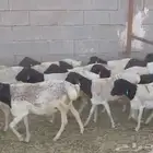 طليان بربري مرابي