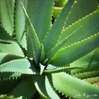 نبات الألوفيرا بأحجام مختلفة واسعار ممتازه