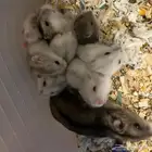 هامستر ونتر