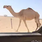 خفوت حمرا سنها ثنيه