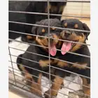 جرو روت وايلر صربي