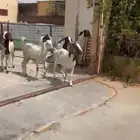 مورسيانو ومعزا هجين بورقوت وتيوس 3 عروض