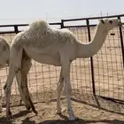 للبيع قعود اوضح فحل
