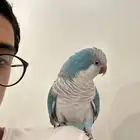 كويكر فايلوت اليف ( تم البيع )