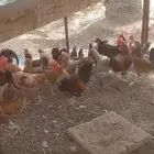 دجاج بلدي