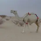 لقحه وضحى ام ثاني