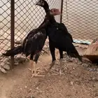 فروخ شامو الماني
