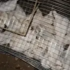 فوق العشر اجواز للبيع