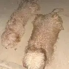 كلاب زوج لتل بودل عمر 7 اشهر