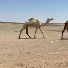 بكره وضحى