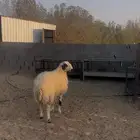 ثنيه نعيميه حايل