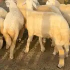 طليان ورخال العمر سته شهور