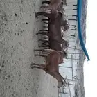 معزا