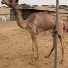 هجن