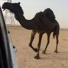 للبيع ضروبة مجهم