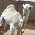 بكره اللبيع فيها كسر في اليد