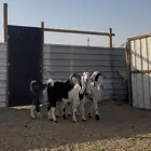 عوارض دفيع شرط