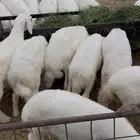 بهم تربية 14 راس