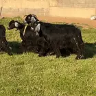 معزا عارضي مضاريع