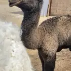 حوار ضيار كفو