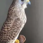 طير بأشق للبيع