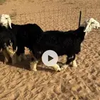 لبيع طليان نجد