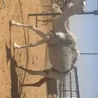 خلفه طيبه