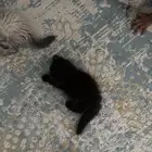 قطط بيع قطه قطة سكوتش