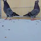 زوج قندي ازرق معه طبه