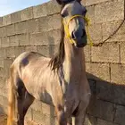 فرس مهرة بنت نصر الشقب