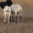 برابر مواليد الديرة