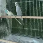 يوجد ازواج بادجي عدد 27 زوج