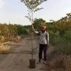 ترمناليا منتالي اشجار جملة