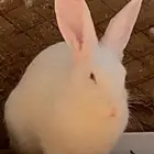 ارانب للبيع
