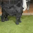 تيس فحل عارضي صنف نادر خصمم