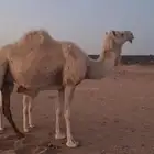 خلفه تحتها بكرة