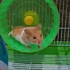 هامستر نشيط مع قفص للبيع