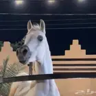 حصان فحل مصري واهو