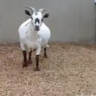 ماعز قزم دافع على ولاد