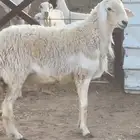 فحل حري مشروط