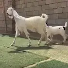 عنز مطوره خصصم