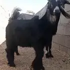 تيس ذبيحه مشالله