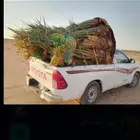 نخيل للبيع جميع لنواع وجميع المقاسات