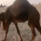 قعود لباني